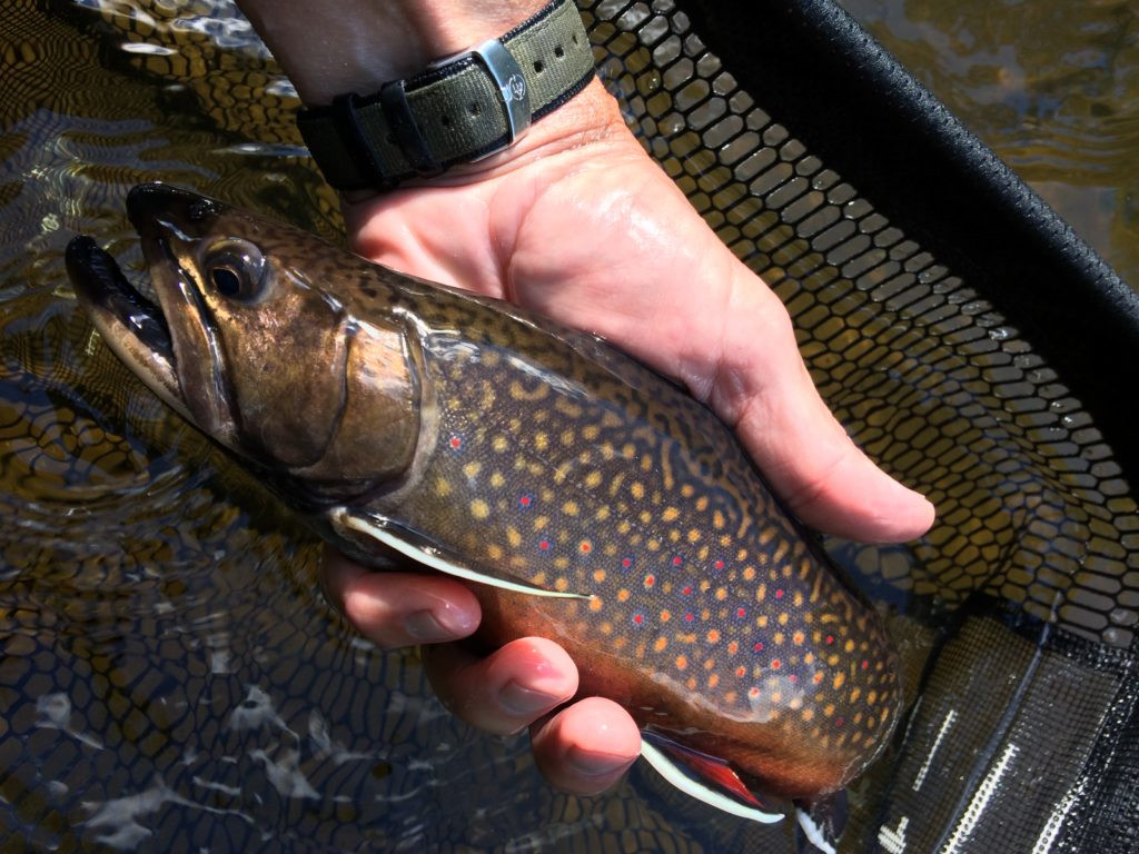 A close-up shot of a vibrant brook trout displaying its beautiful colors and patterns.