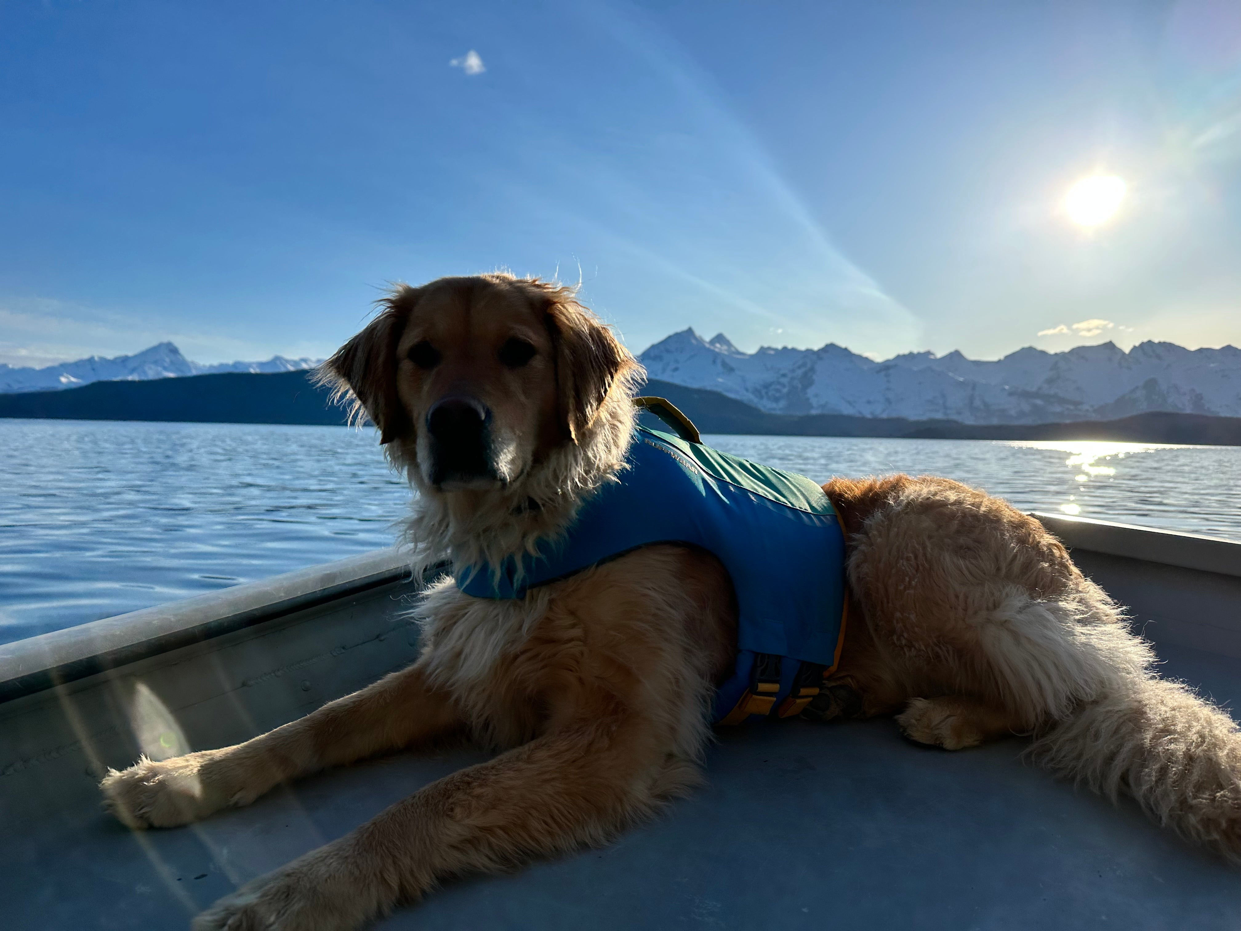 Dog wearing a harness, ready for airport navigation before flying