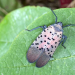 Spotted lanternfly