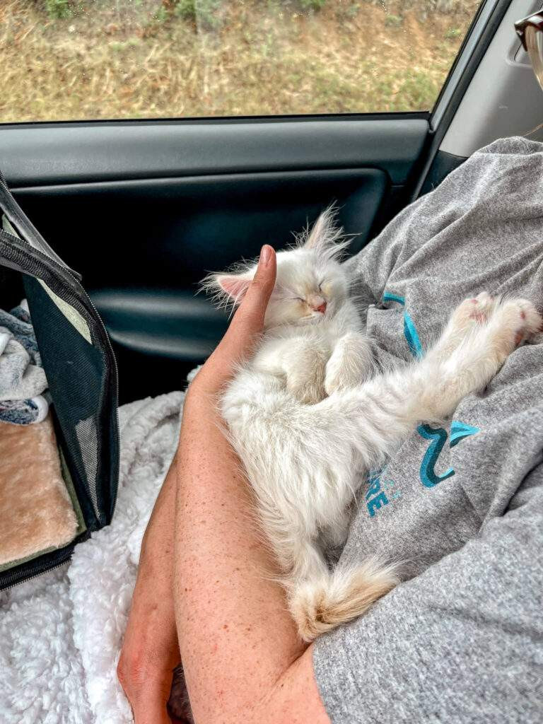 Moshie and his sister, Amelia, all snuggled up in their cat carrier ready to travel.