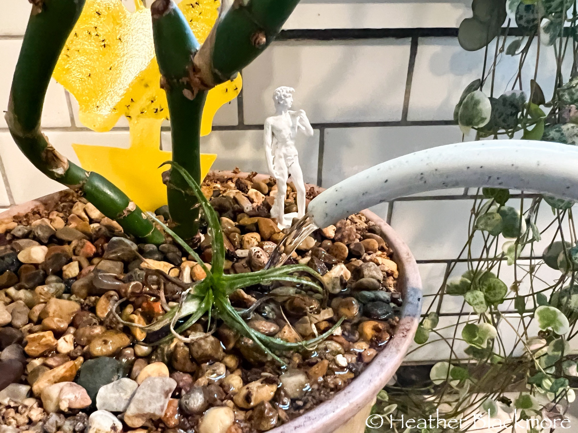 watering houseplants with watering containing Bti