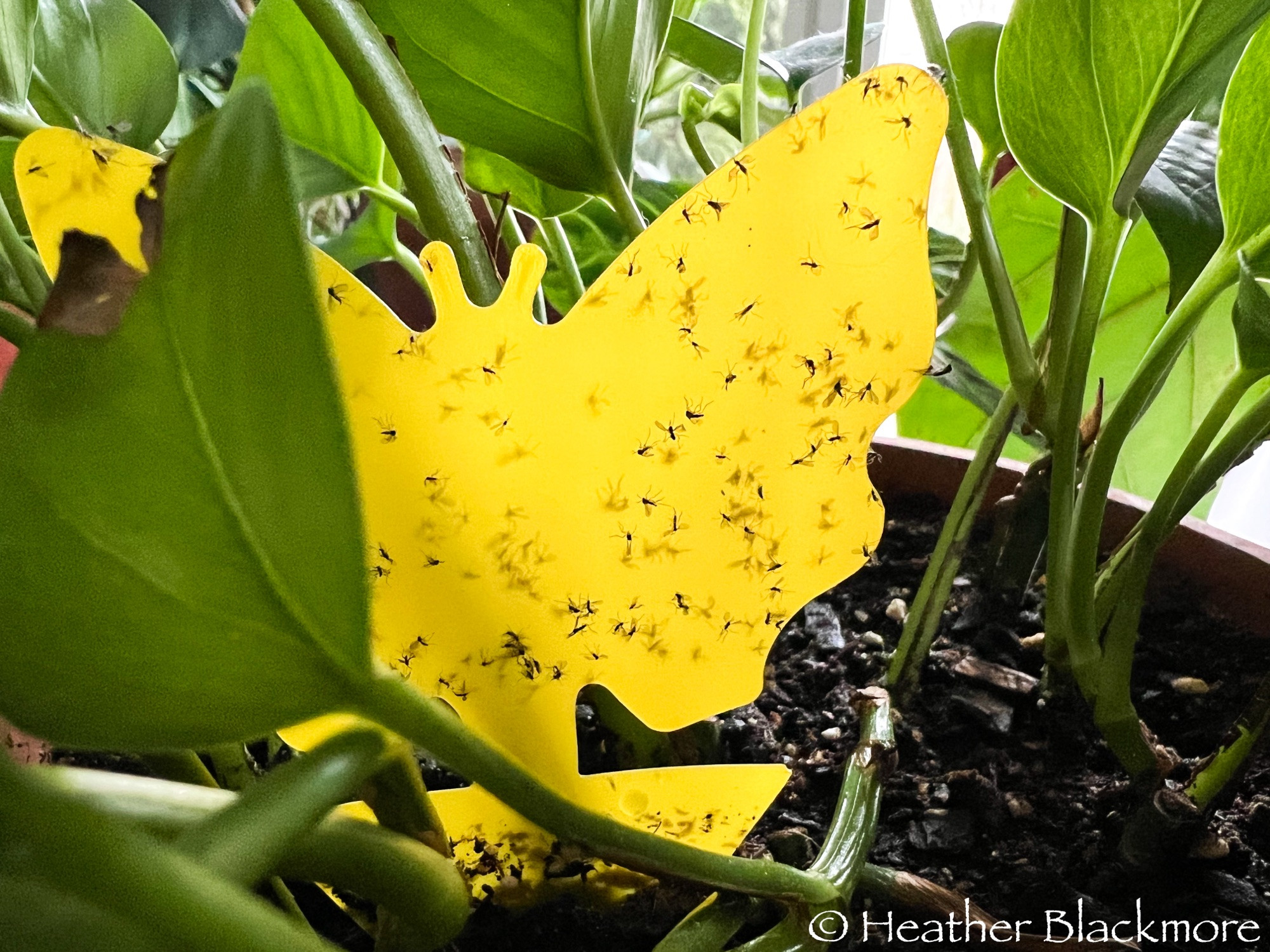 Yellow sticky trap full of fungus gnats