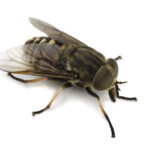 A close-up of a horse fly showcasing its large eyes and robust body.