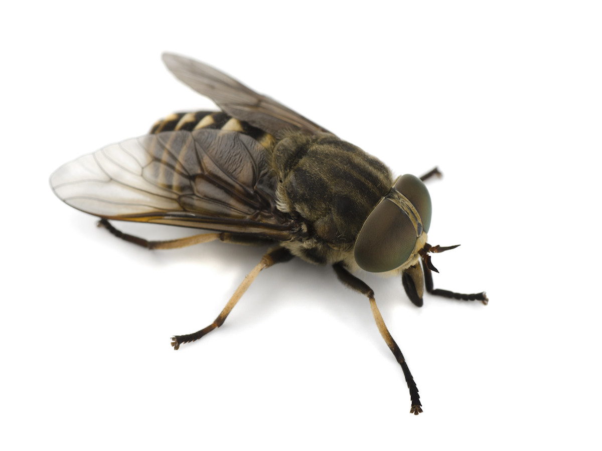 A close-up of a horse fly showcasing its large eyes and robust body.