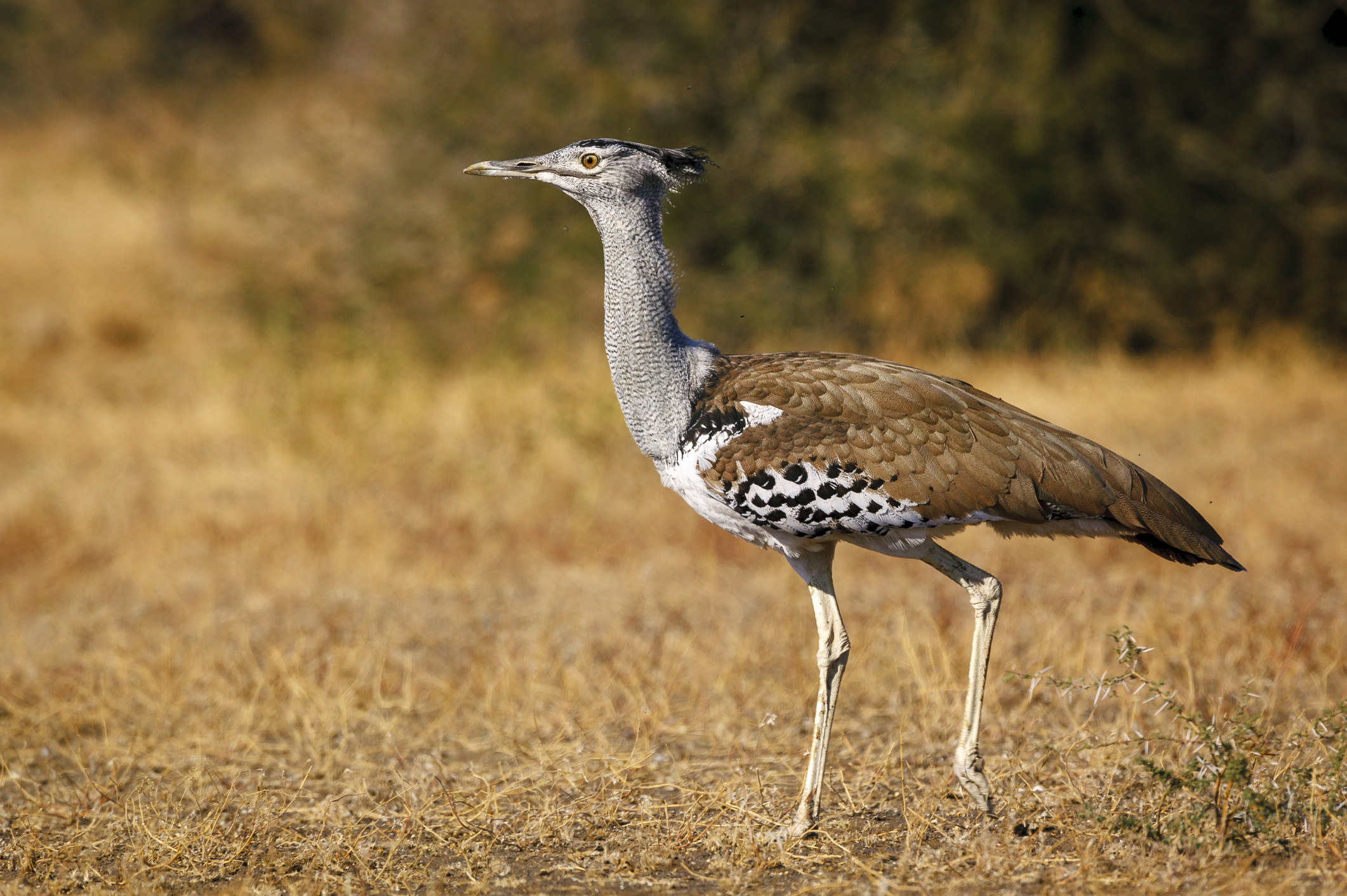 A kori bustard standing in Botswana, showcasing its sturdy build and ground-dwelling nature.