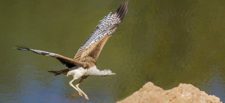 Kori Bustard standing in grassland