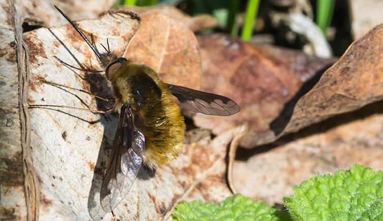 A dark-edged bee-fly resting on a leaf