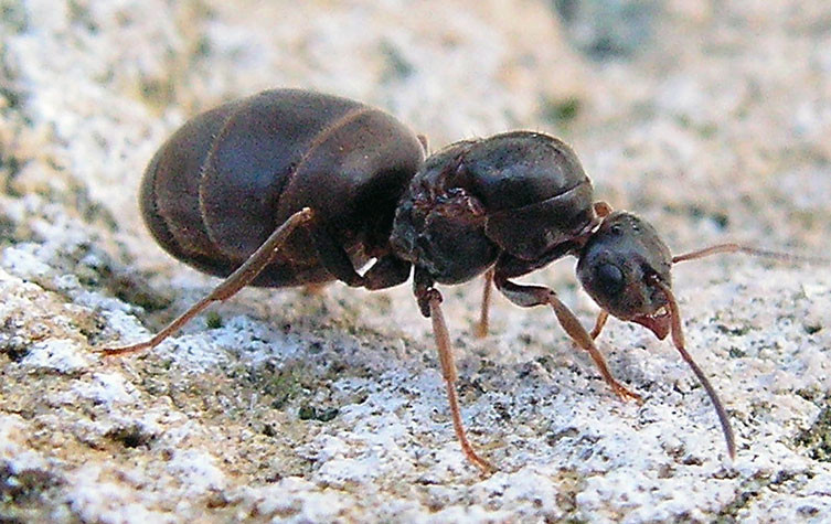 Wingless queen ant after mating