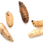 Maggots feeding on decaying matter