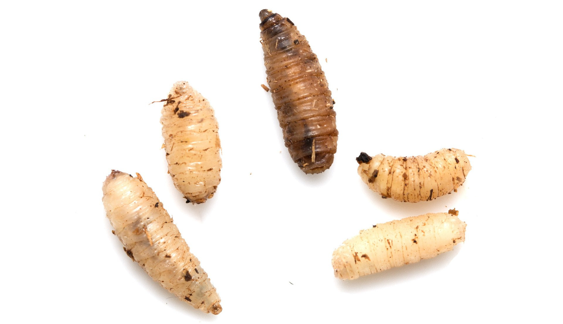 Maggots feeding on decaying matter