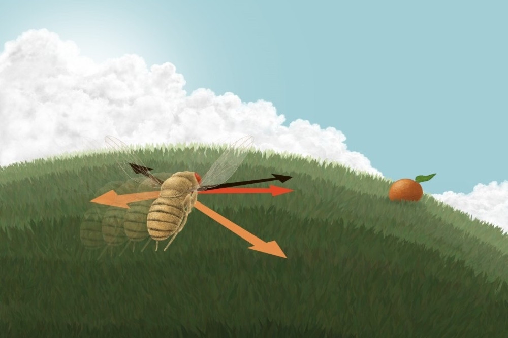 Close-up of a fly in a miniature harness used in a Rockefeller University study to investigate how fly brains navigate. The research reveals flies use vector math for direction calculation.