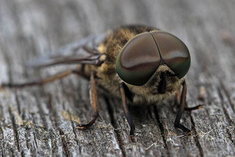 Male horsefly sitting on wood
