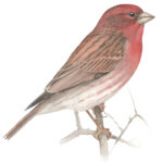 Learn about Finches at All About Birds