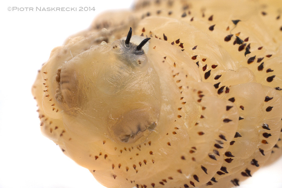 Detailed view of a mature human botfly larva's armored body and mandibles, emphasizing its impressive yet relatively harmless nature as a skin parasite.