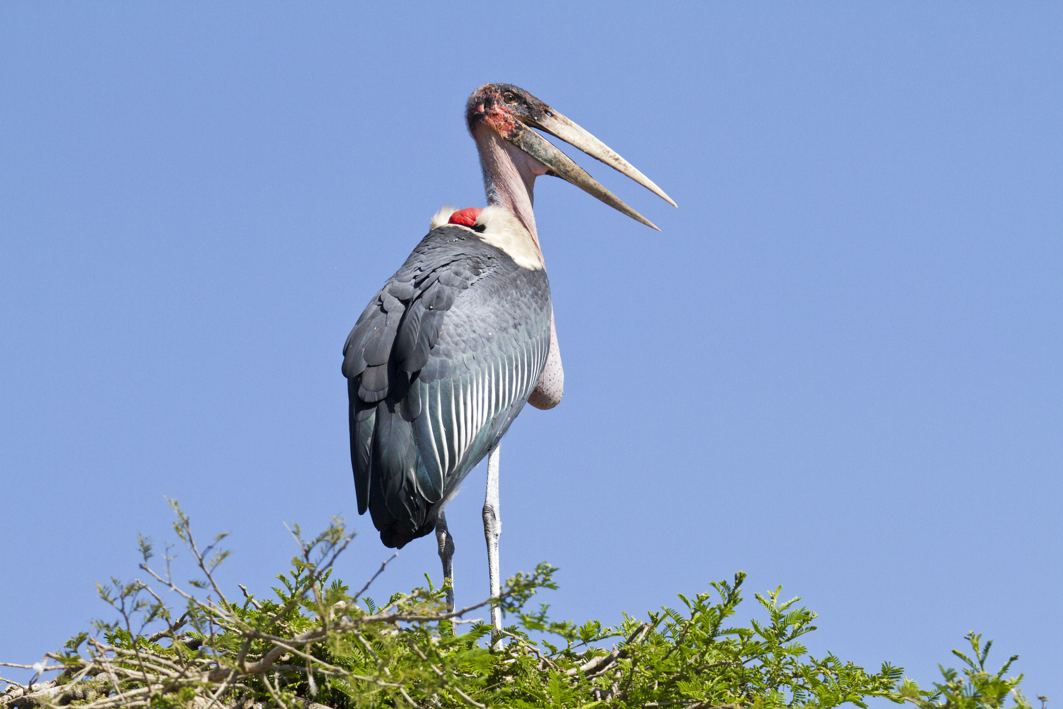 A detailed close-up of a marabou stork's head and neck, emphasizing its distinctive features.