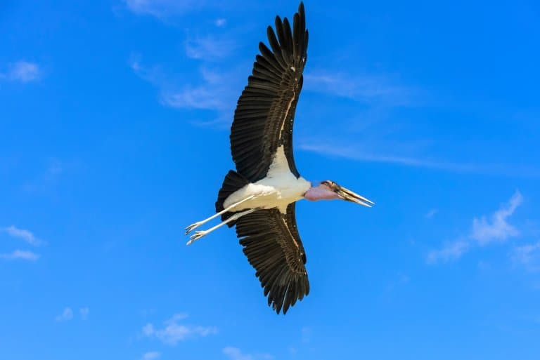 Marabou Stork with its wings spread, highlighting its considerable wingspan