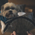 Ruffed Grouse landed on a bed after crazy flight, with Marty the dog