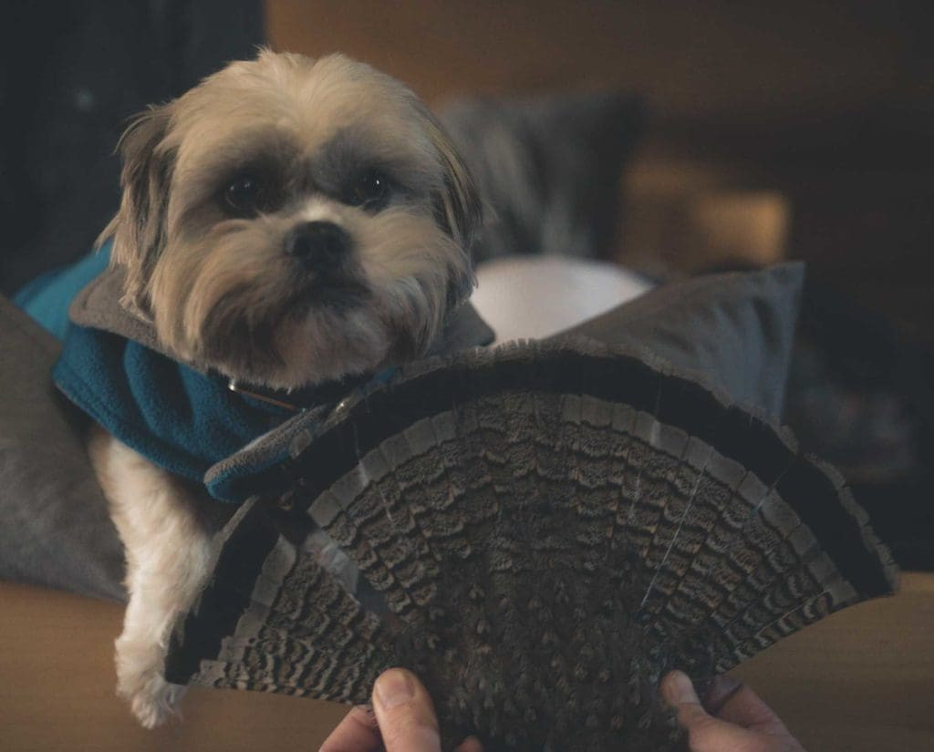 Ruffed Grouse landed on a bed after crazy flight, with Marty the dog