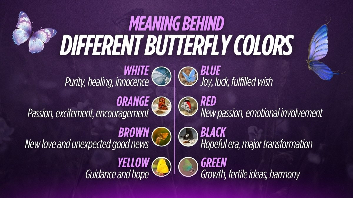 A collage of butterflies in various colors: white, orange, brown, yellow, blue, red, black, and green.