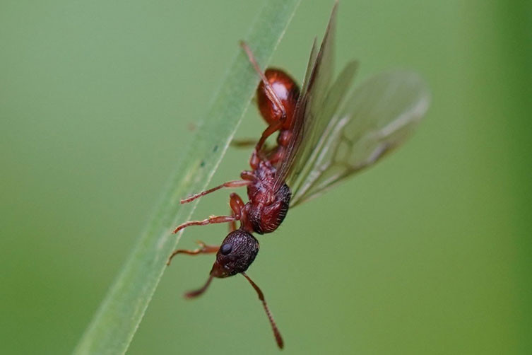 Winged red ant Myrmica rubra