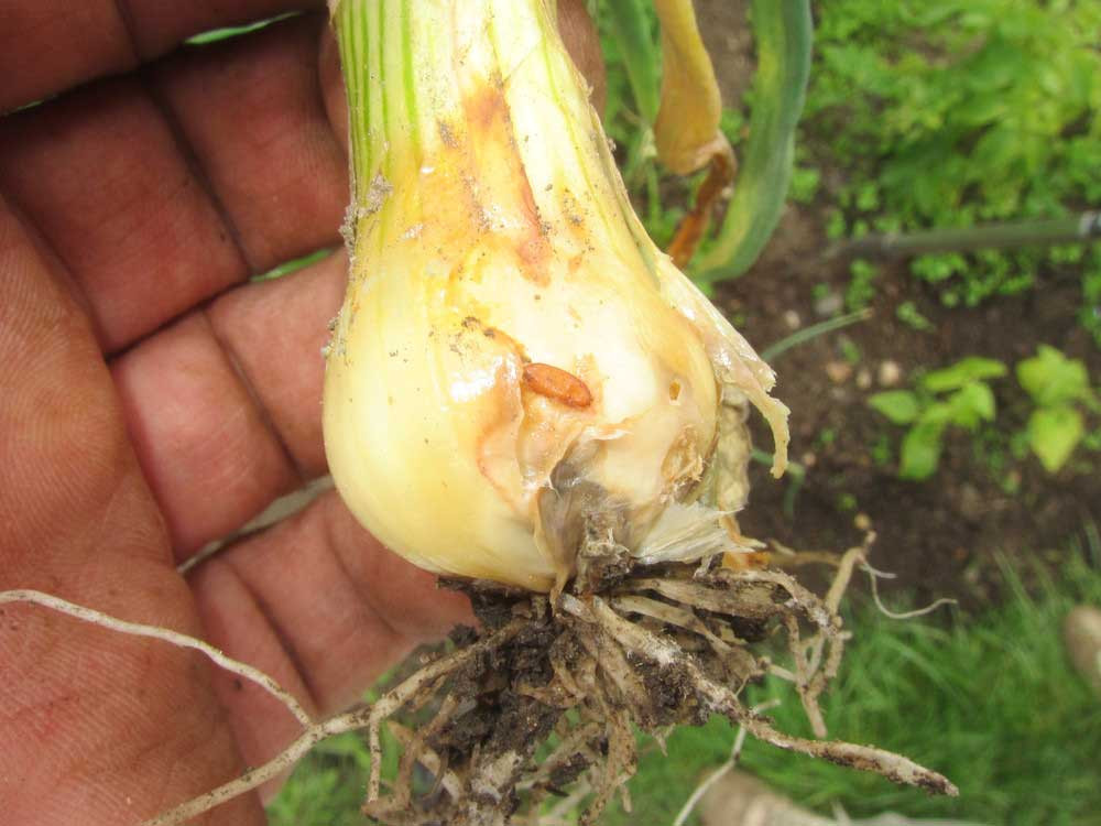 Onion fly damage to garlic
