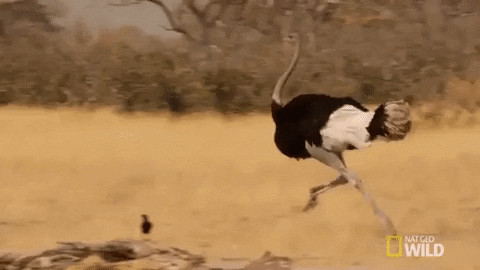 Ostrich running into fence