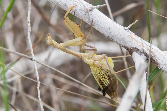 This is very likely a parasitized mantis. The discoloration and discharge from the top of the abdomen is typical in insects after the emergence of Tachinid larvae. She is very lucky, having reached adulthood. This happens in very lucky individuals, but is very rare. Photo credit: Greg Lasley. Photo used under a Creative Commons Liscense from www.bugguide.net.