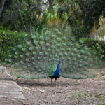 Peacock displaying
