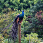 Peacock erching