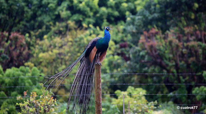 Peacock erching