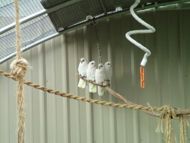 Perching in Aviary