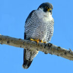 Peregrine Falcon perched on a tree branch, showcasing its black head and white, dark-lined stomach