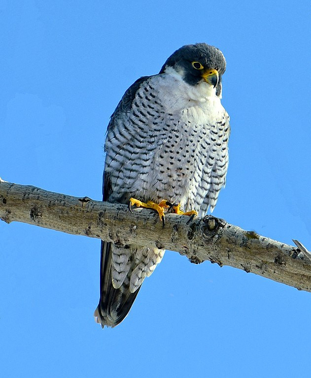 Peregrine Falcon perched on a tree branch, showcasing its black head and white, dark-lined stomach