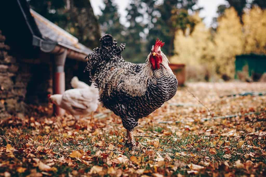 A close-up of a chicken, another member of the pheasant family known for limited flight