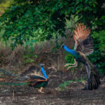 A peacock displaying its full train of feathers, a result of sexual selection