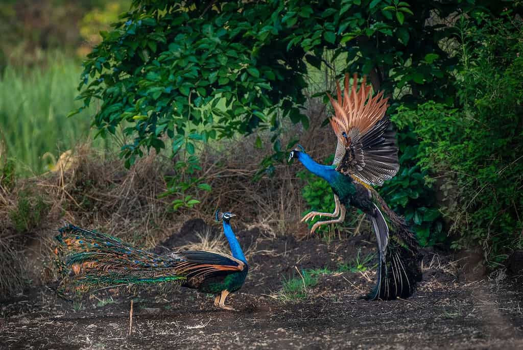 A peacock displaying its full train of feathers, a result of sexual selection