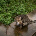 Cat intensely scratching its neck