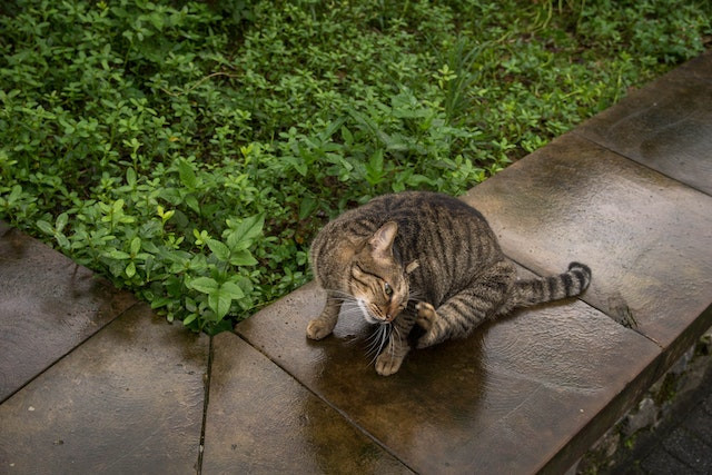 Cat intensely scratching its neck