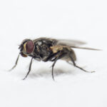 Close-up of a Phorid Fly: Identifying features like small size, brown color, and humped thorax to distinguish them from biting insects. Image courtesy of ASAP Pest Control.