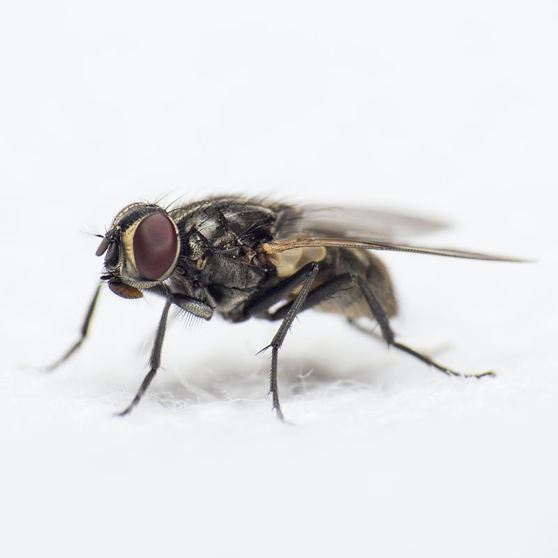 Close-up of a Phorid Fly: Identifying features like small size, brown color, and humped thorax to distinguish them from biting insects. Image courtesy of ASAP Pest Control.