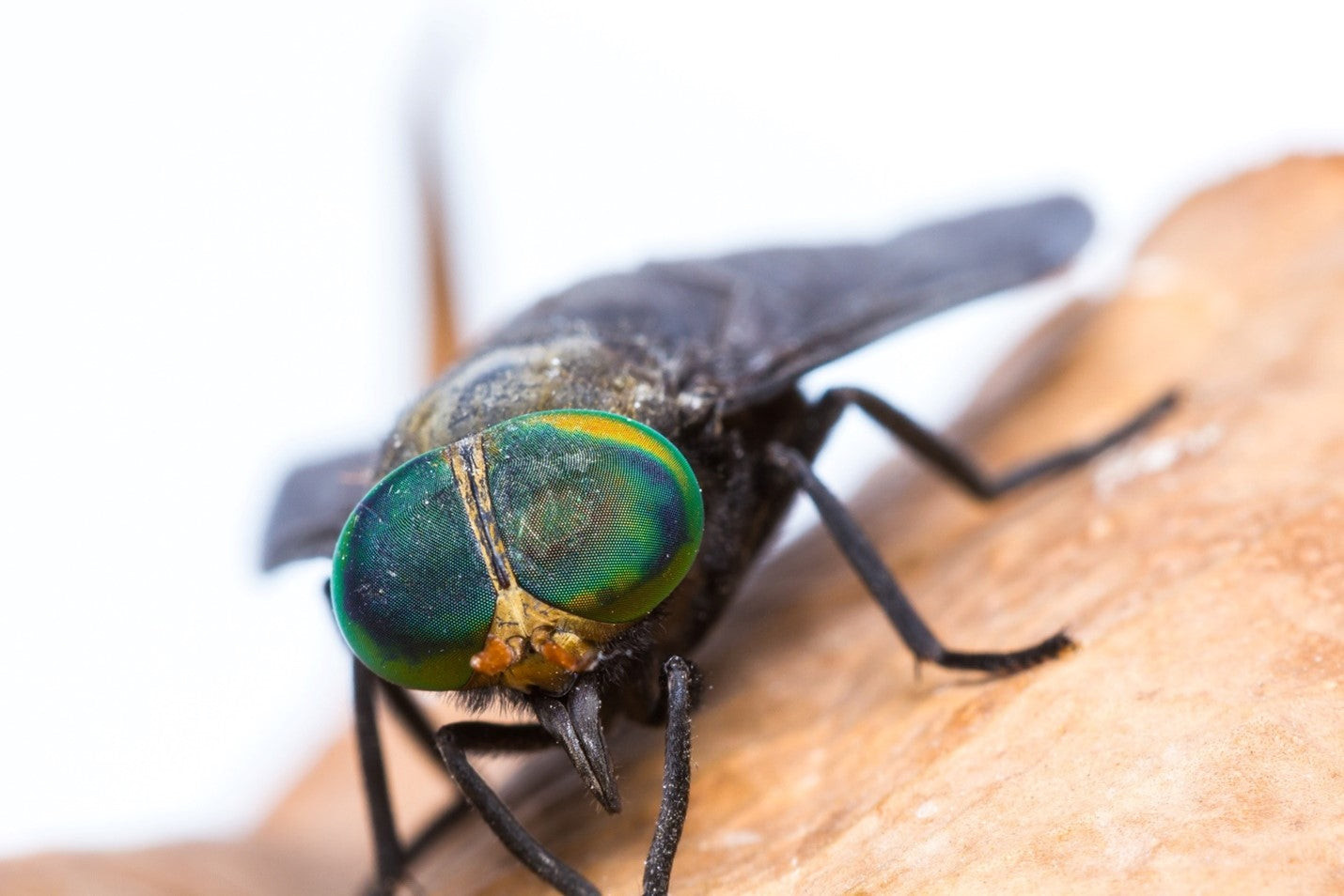 Types of biting flies at the beach: sand fly and horse fly