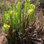 Pitcher Plants at Carolina Beach State Park