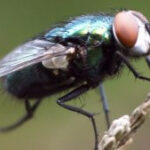 Pittsburgh Common Fly Control