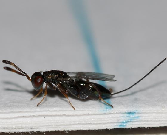 This is a Podagrion wasp, which is a beautiful emerald green with ruby red eyes. Picture credit: Edward Trammel, used under Creative Commons Liscense from Bugguide.net