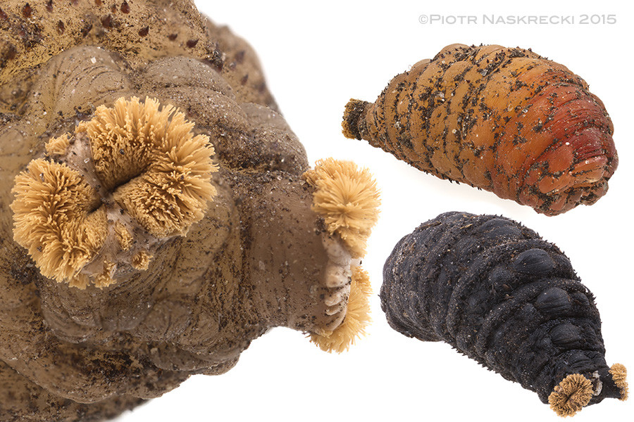 The puparium of a human botfly, showcasing anterior spiracles for breathing during pupation, and color change from light brown to dark as it matures underground.