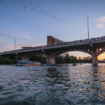 Photo of Rowing Dock kayakers and a boat on Lady Bird Lake. Above them, the bats fly out from the Congress Avenue Bridge at sunset