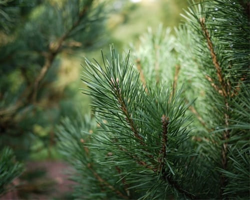 Pinus sylvestris - Conifers