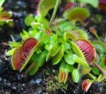 Do Venus Fly Traps Eat Fruit Flys?