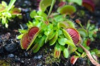 Do Venus Fly Traps Eat Fruit Flys?