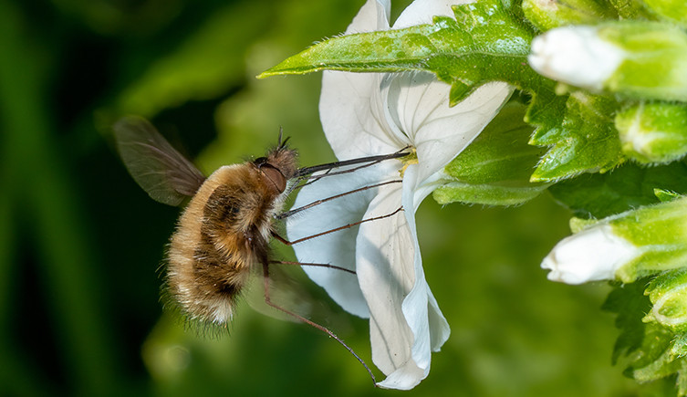 A bee-fly feeds on a flower